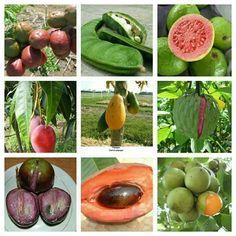 Una Guia Vegana De Frutas Tropicales Y Templadas